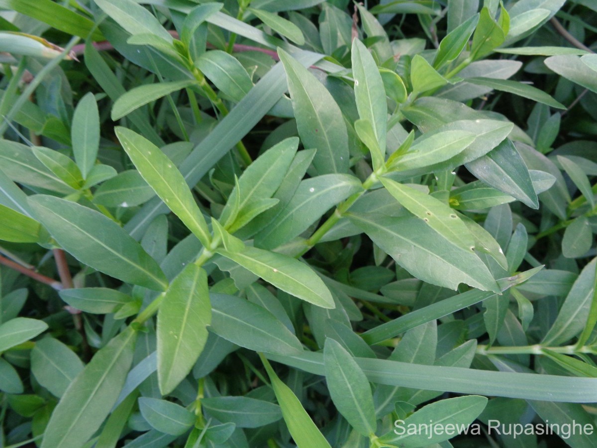 Alternanthera philoxeroides (Mart.) Griseb.